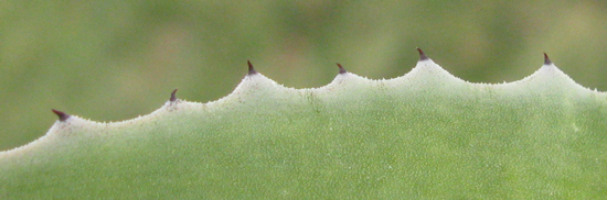 Pépinière Palmaris Agave thomasae