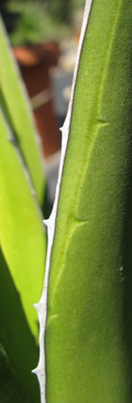 Pépinière Palmaris Agave triangularis