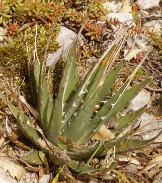 Palmaris Agave utahensis eborispina Lespinet