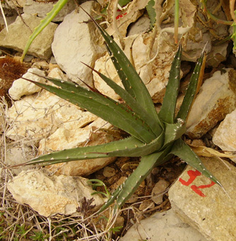 Palmaris Agave utahensis utahensis Cactuseraie