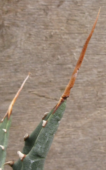 Palmaris Agave utahensis eborispina