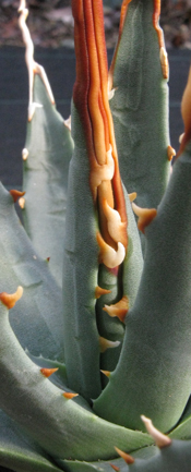 Pépinière Palmaris Agave utahensis eborispina