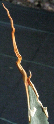 Pépinière Palmaris Agave utahensis eborispina