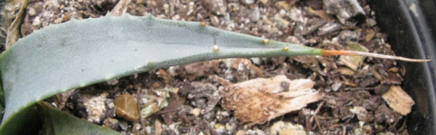 Palmaris Agave utahensis nevadensis