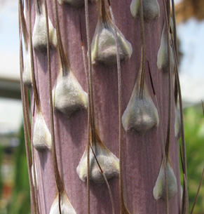 Agave victoriae-reginae victoriae-reginae floraison Cactuseraie