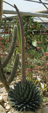 Agave victoriae-reginae victoriae-reginae floraison Cactuseraie
