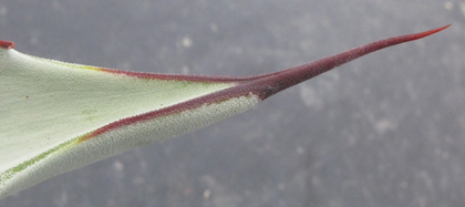 Pépinière Palmaris Agave vizcainoensis