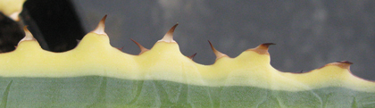 Pépinière Palmaris Agave xylonacantha marginata "Frostbite"