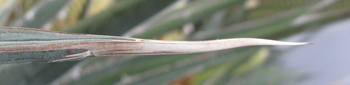 Pépinière Palmaris Agave asperrima X xylonacantha