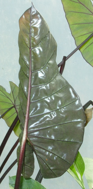 Pépinière Palmaris Alocasia plumbea nigra