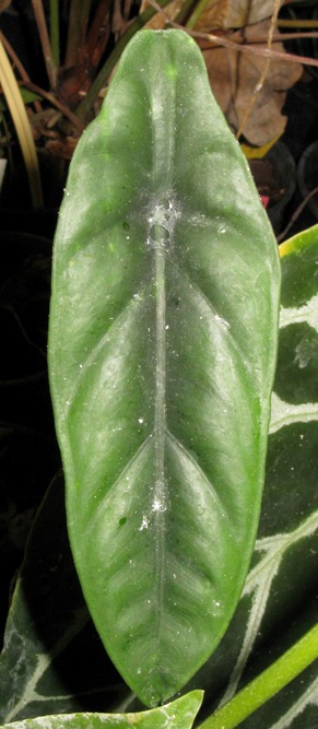 Pépinière Palmaris Alocasia venusta