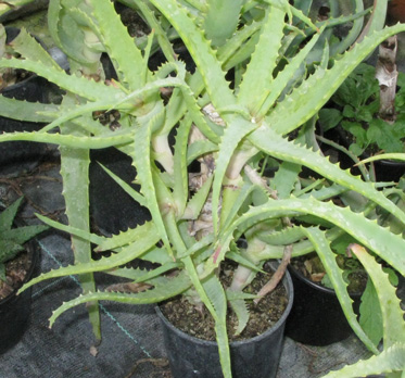 Pépinière Palmaris Aloe arborescens