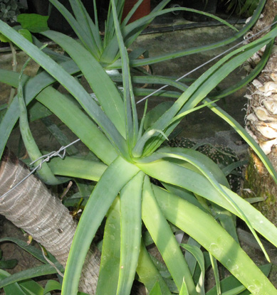 Pépinière Palmaris Aloe arborescens X "inermis"