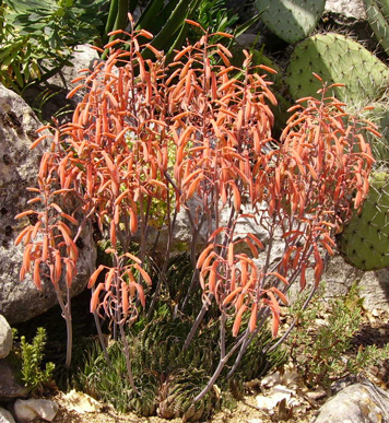 Pépinière Palmaris Aloe aristata