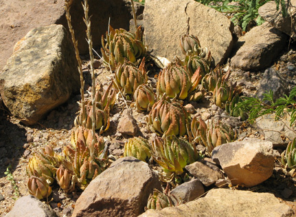 Pépinière Palmaris Aloe brevifolia 
