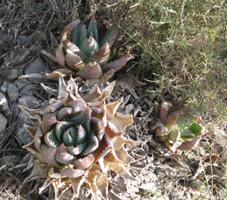 Pépinière Palmaris Aloe brevifolia 
