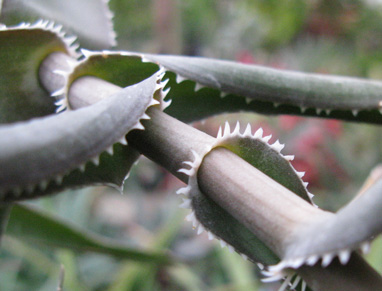 Pépinière Palmaris Aloe ciliaris
