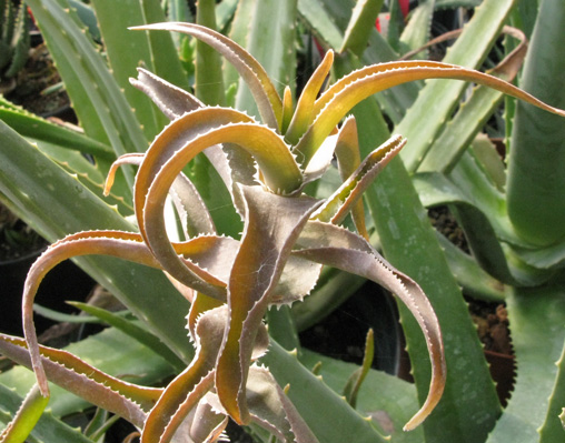 Pépinière Palmaris Aloe ciliaris