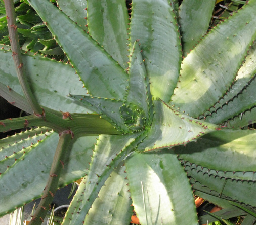 Pépinière Palmaris Aloe ferox