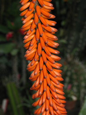 Pépinière Palmaris Aloe ferox