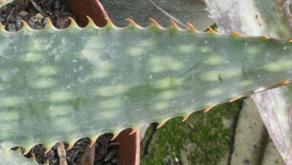 Pépinière Palmaris Aloe grandidentata