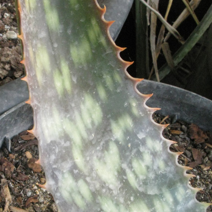 Pépinière Palmaris Aloe grandidentata