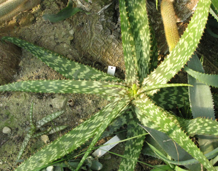 Pépinière Palmaris Aloe greenei