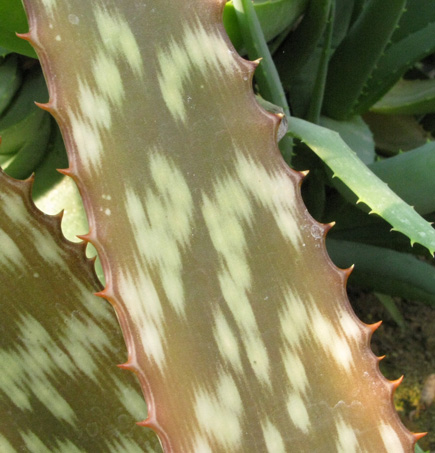 Pépinière Palmaris Aloe greenei