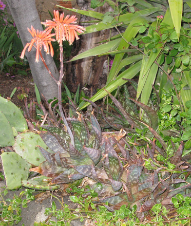 Pépinière Palmaris Aloe maculata