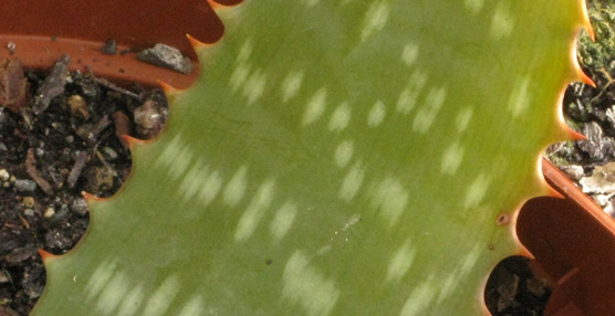 Pépinière Palmaris Aloe maculata