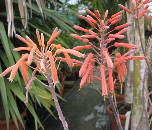 pépinière Palmaris Aloe maculata et grandidentata