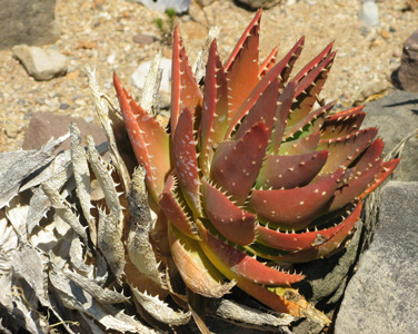 Pépinière Palmaris Aloe mitriformis