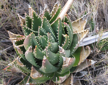 Pépinière Palmaris Aloe mitriformis