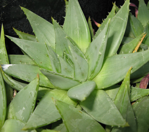 Pépinière Palmaris Aloe polyphylla
