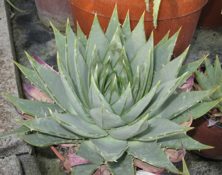 Pépinière Palmaris Aloe polyphylla