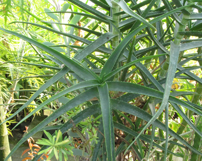 Pépinière Palmaris Aloe striatula