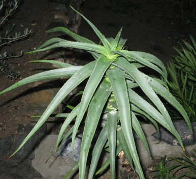 Pépinière Palmaris Aloe striatula