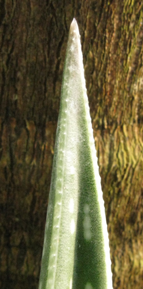 Pépinière Palmaris Aloe variegata