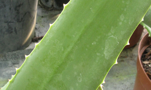 Pépinière Palmaris Aloe vera