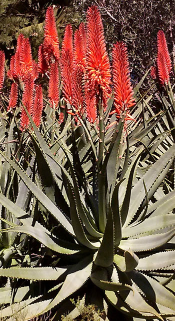 Pépinière Palmaris Aloe X "principis" Deleuze