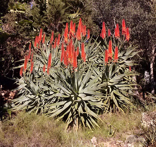 Pépinière Palmaris Aloe X "principis" Deleuze
