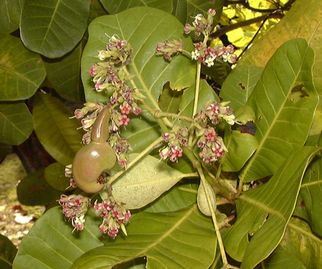 Pépinière Palmaris Anacardium occidentale