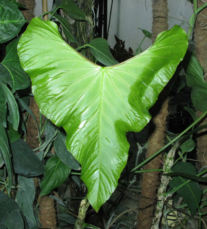 Pépinière Palmaris Anthurium dussii