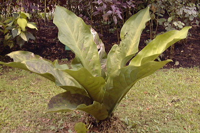 Pépinière Palmaris Anthurium hookerii