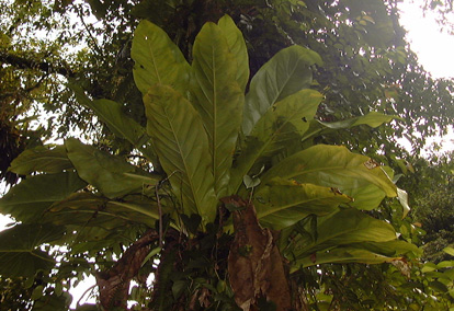 Pépinière Palmaris Anthurium hookerii