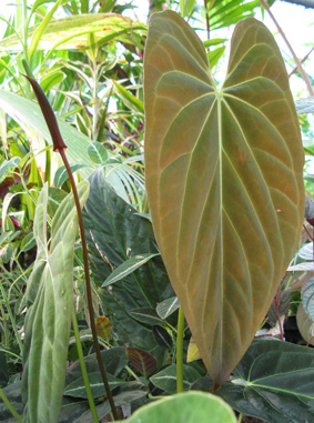 Pépinière Palmaris Anthurium papillaminum