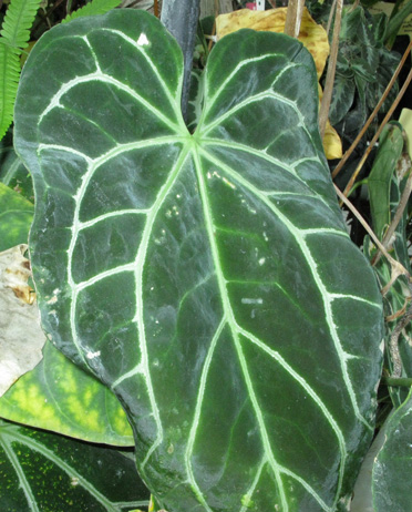 Pépinière Palmaris Anthurium polyschsitum