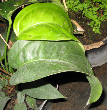 Pépinière Palmaris Anthurium scherzerianum