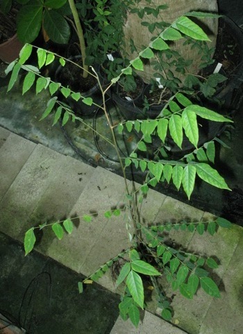Pépinière Palmaris Averrhoea carambola