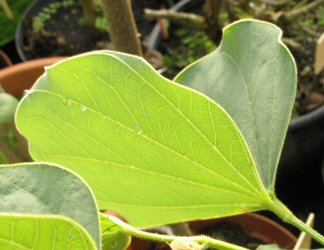 Pépinière Palmaris Bauhinia variegata